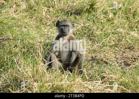 Alarmieren Sie den jungen Chacma-Pavian, der im Gras sitzt, Papio ursinus, der Naturpark Hluhluwe Umfolozi, Südafrika, afrikanische Tierwelt, Kopierraum, Primaten Stockfoto