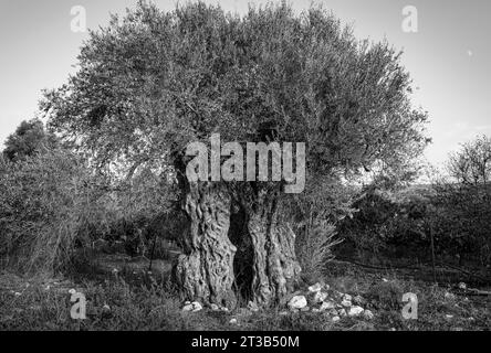 Der alte Olivenbaum (Olea Europe), der sich in zwei Teile geteilt hat, Paphos, Zypern. Stockfoto