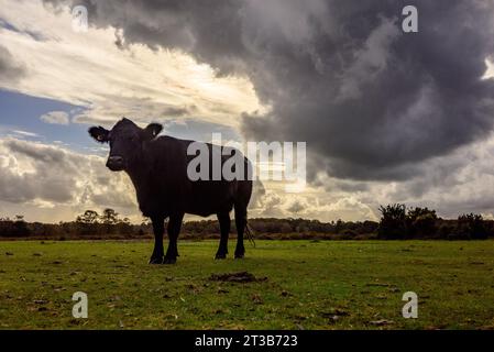Telegraph Hill, New Forest, Hampshire, England, Vereinigtes Königreich, Oktober 2023: Wetter. An einem warmen und meist sonnigen Herbsttag zieht eine schwarze Wolke über eine schwarze Kuh. Quelle: Paul Biggins/Alamy Live News Stockfoto