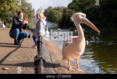 Frau fotografiert Mädchen mit farbenfrohen pinkfarbenen Pelikanen mit langen Schnäbeln am See im St James's Park, London UK. Stockfoto