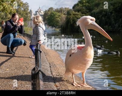 Frau fotografiert Mädchen mit farbenfrohen pinkfarbenen Pelikanen mit langen Schnäbeln am See im St James's Park, London UK. Stockfoto