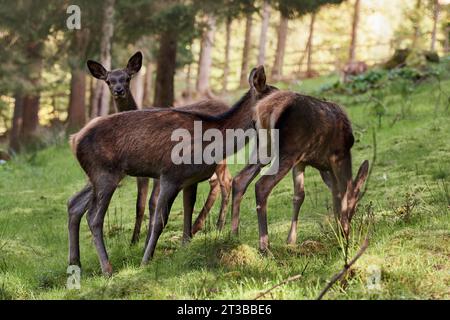 Drei weibliche Rotwild (Cervus elaphus) weiden am Waldrand während sonniger Herbsttage Stockfoto