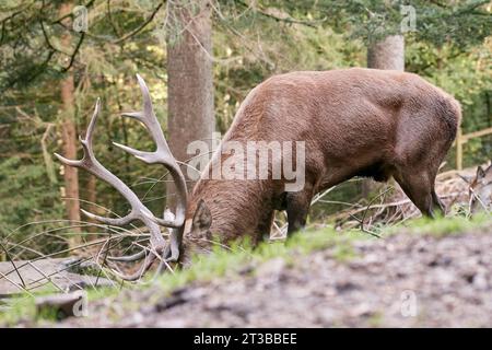 Männlicher Rothirsch (Cervus elaphus), der am Waldrand weidet, Schwarzwald, Deutschland Stockfoto