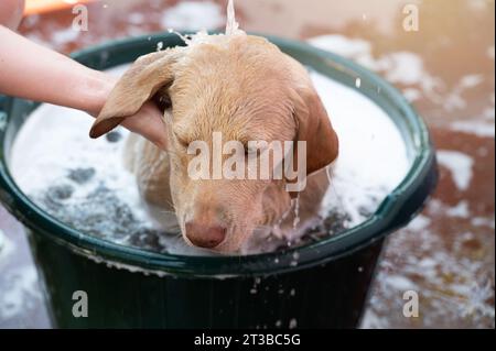 Waschbrauner labrador-Hund im schaumigen Bad-Kopfschussblick Stockfoto