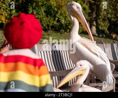 Mädchen in roter Baskenmütze mit verdecktem Gesicht interagiert mit farbenfrohen pinken Pelikanen mit langen Schnäbeln im St James's Park, London, Großbritannien. Stockfoto