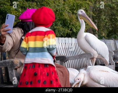 Mädchen in roter Baskenmütze mit verdecktem Gesicht interagiert mit farbenfrohen pinken Pelikanen mit langen Schnäbeln im St James's Park, London, Großbritannien. Stockfoto