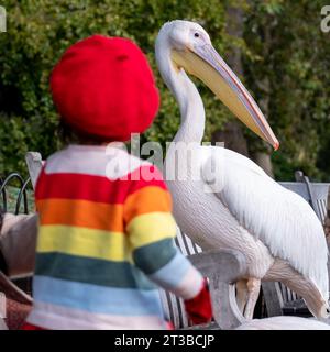 Mädchen in roter Baskenmütze mit verdecktem Gesicht interagiert mit farbenfrohen pinken Pelikanen mit langen Schnäbeln im St James's Park, London, Großbritannien. Stockfoto