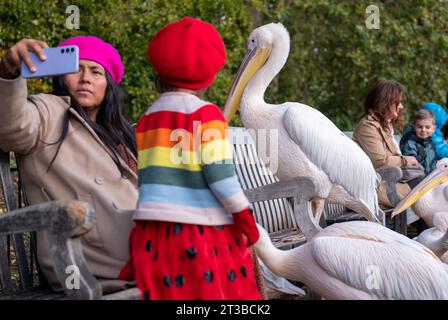 Mädchen in roter Baskenmütze mit verdecktem Gesicht interagiert mit farbenfrohen pinken Pelikanen mit langen Schnäbeln im St James's Park, London, Großbritannien. Stockfoto