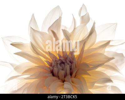 Cafe au lait Dahlia mit Hintergrundbeleuchtung vor weißem Hintergrund. Stockfoto