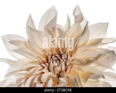 Dahlia Cafe au lait aus der Nähe. Weißer Hintergrund Stockfoto