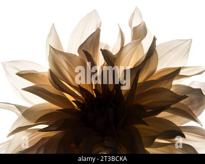 Cafe au lait Dahlia mit Hintergrundbeleuchtung vor weißem Hintergrund. Stockfoto