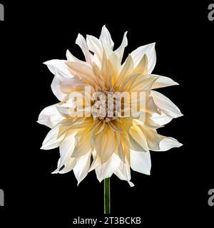 Dahlia Cafe au lait auf schwarzem Hintergrund. Stockfoto