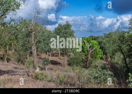 Traditionelle Landschaft des Alentejo mit Korkbäumen, Portugal Stockfoto