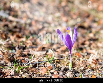Die lila Blume Crocus heuffelianus oder Crocus vernus (Frühlingskrokus, Riesenkrokus) blüht im Wald. Stockfoto