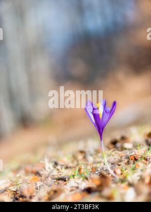 Die lila Blume Crocus heuffelianus oder Crocus vernus (Frühlingskrokus, Riesenkrokus) blüht im Wald. Stockfoto