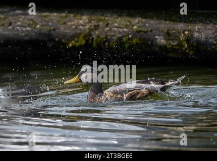 Stockenten (Anas platyrhynchos) während des Badens, schwimmende männliche im Sommergefieder spritzt schwer Stockfoto