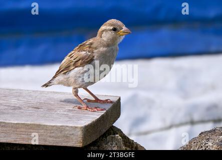 Haussperling (Passer domesticus) steht auf einem Brett vor einer blau-weißen Wand Stockfoto