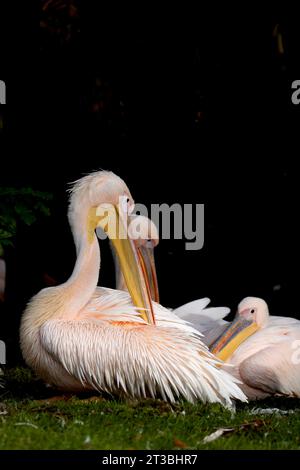 Östlichen weißer Pelikan Stockfoto