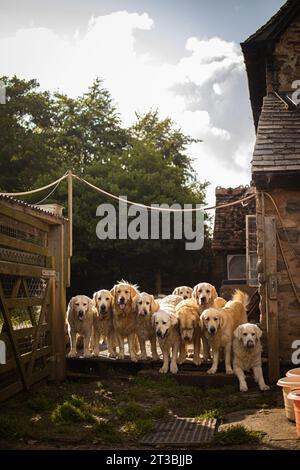 Eine Gruppe goldener Retriever-Eckzähne steht vor einem Backsteingebäude Stockfoto