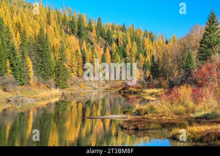 Herbstfarben entlang des mcdonald Creek im Gletscher-Nationalpark in der Nähe des West Glacier, montana Stockfoto