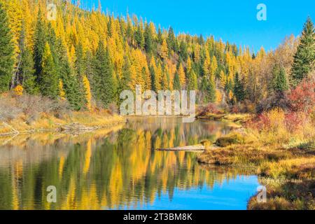 Herbstfarben entlang des mcdonald Creek im Gletscher-Nationalpark in der Nähe des West Glacier, montana Stockfoto