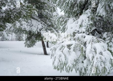 Nahaufnahme des Schnees auf den Zweigen der Kiefer, während der Schnee im Winter fällt Stockfoto