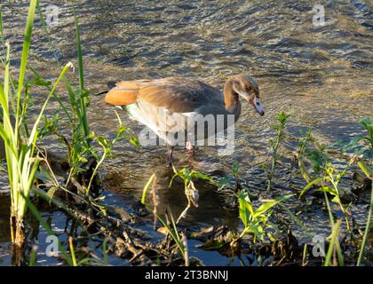 Großer, markanter Wasservogel mit braunem Gefieder, weißer Unterseite und schwarzem Augenfleck. Bekannt für seine lauten Anrufe und gesellige Natur. Stockfoto