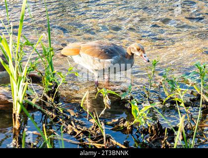 Großer, markanter Wasservogel mit braunem Gefieder, weißer Unterseite und schwarzem Augenfleck. Bekannt für seine lauten Anrufe und gesellige Natur. Stockfoto