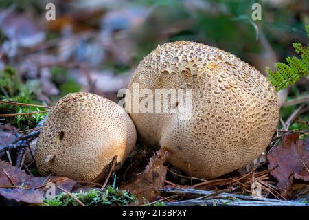 Alte Erwachsene Erdballpilze auf dem Waldboden mit Sporen Stockfoto