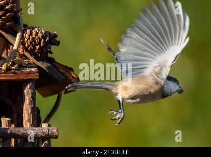 Ein Carolina Chickadee kommt in den Garten Stockfoto