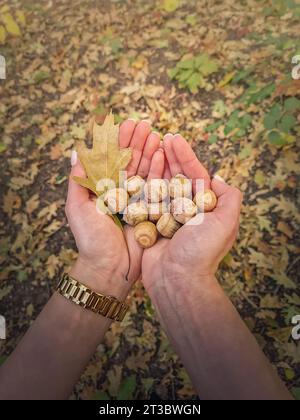 Nahaufnahme der Frauenhände, die Eicheln halten, nachdem sie aus dem Wald geerntet wurden. Farbenfroher Herbstlaub Hintergrund. Schönheit der Herbstsaison Stockfoto