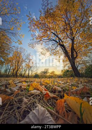 Herbstlandschaft mit bunten Bäumen und gelben Blättern, die auf den Boden gefallen sind. Ruhiger Blick auf den Sonnenuntergang, oktoberlandschaft in der Nähe des Waldes Stockfoto