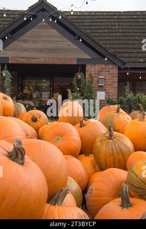 Große Kürbisse stapelten sich hoch vor dem Hollies Farmgeschäft in Cheshire Stockfoto