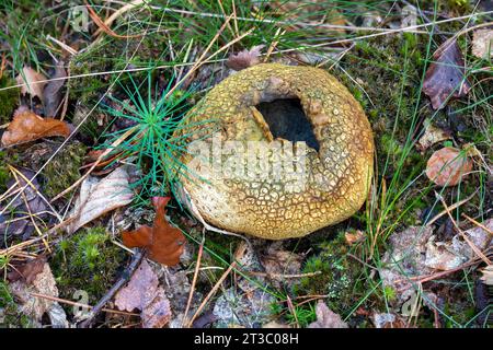 Alte Erwachsene Erdballpilze auf dem Waldboden mit Sporen Stockfoto