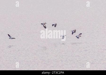 Eine Schar von Fluss Lapwing, der über einen See fliegt Stockfoto