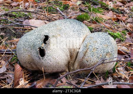 Alte Erwachsene Erdballpilze auf dem Waldboden mit Sporen Stockfoto