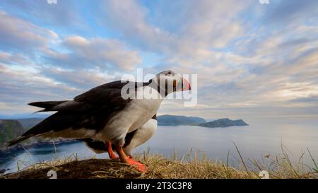 Weitwinkel-Nahaufnahme von Atlantischen Puffins auf den Klippen von Runde, mit Blick auf das Norwegische Meer mit Abendlicht und Wolken Stockfoto
