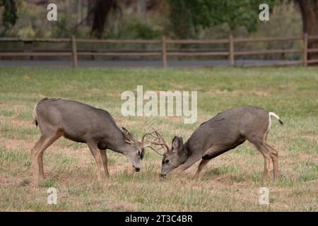 Zwei männliche Maultierhirsche während der Furche Stockfoto