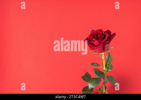Eine rote Rose auf rotem Hintergrund. Banner zum Valentinstag. Stockfoto