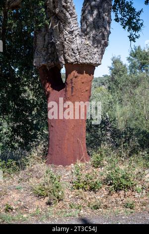 Quercus suber, auch Korkeiche genannt, ist eine mittelgroße, immergrüne Eiche im Abschnitt Quercus Sekt. Cerris. Es ist die primäre Quelle von Co Stockfoto