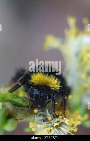 Natürliche Nahaufnahme auf einem farbenfrohen, aber verheirateten Queen Early Nesting Bumble-Bee, Bombus pratorum, das an einem Salix-Zweig hängt Stockfoto