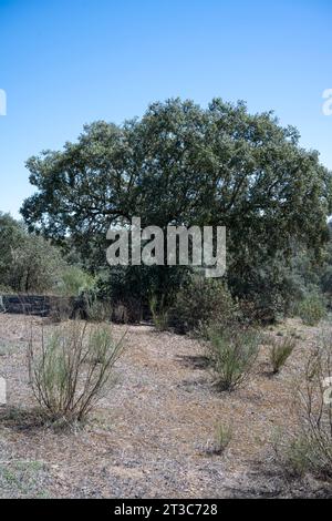 Quercus suber, auch Korkeiche genannt, ist eine mittelgroße, immergrüne Eiche im Abschnitt Quercus Sekt. Cerris. Es ist die primäre Quelle von Co Stockfoto