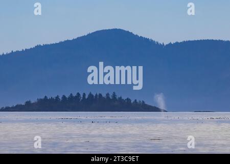 Buckelwal, Megaptera novaeangliae, der in Gewässern vor Haida Gwaii, British Columbia, Kanada, austritt Stockfoto