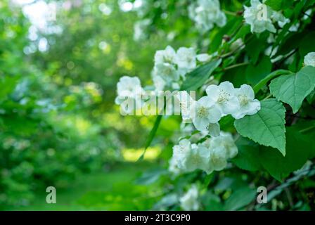 Im Frühling blühender wilder Apfelbaum. Zweig eines blühenden Apfelbaums. Frühling. Stockfoto