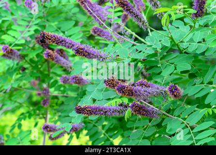 Purpurne Blüten des Amorpha fruticosa-Falschindigobausches. Stockfoto