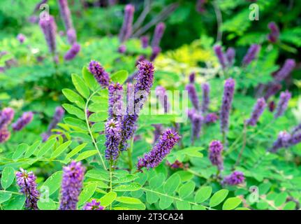 Purpurne Blüten des Amorpha fruticosa-Falschindigobausches. Stockfoto