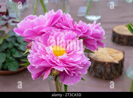 Wunderschöne rosa Pfingstrosen Blumen. Blumengeschäft-Konzept. Stockfoto