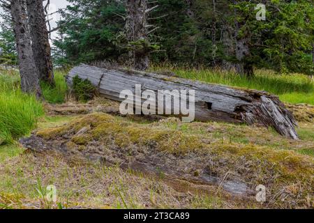 Gefallenes Totem mit europäischem Einfluss in Form dorischer Säulen in der alten Dorfstätte von K'uuna Linagaay, alias Skedans, auf Louise Island, ak Stockfoto