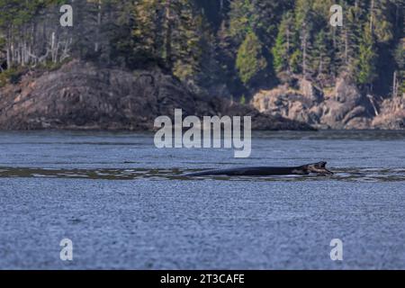 Buckelwal, Megaptera novaeangliae, taucht in Gewässern vor Haida Gwaii, British Columbia, Kanada auf Stockfoto