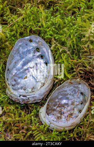 Northern Abalone, Haliotis kamtschatkana, auf moosigem Waldboden auf Haida Gwaii, British Columbia, Kanada Stockfoto